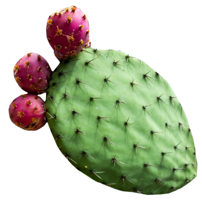 prickly pear cactus uk Prickly Pear Cactus Water - Non Carbonated